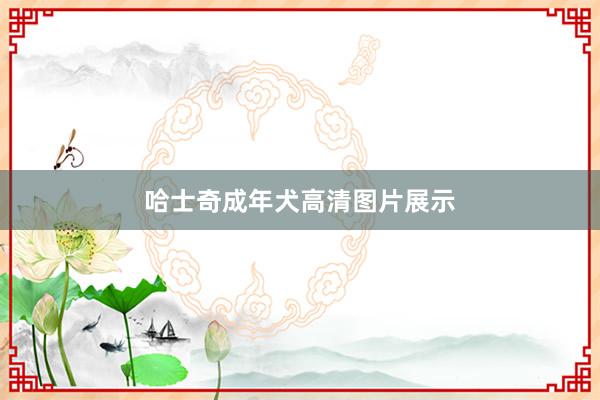 哈士奇成年犬高清图片展示